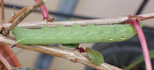 Deilephila elpenor